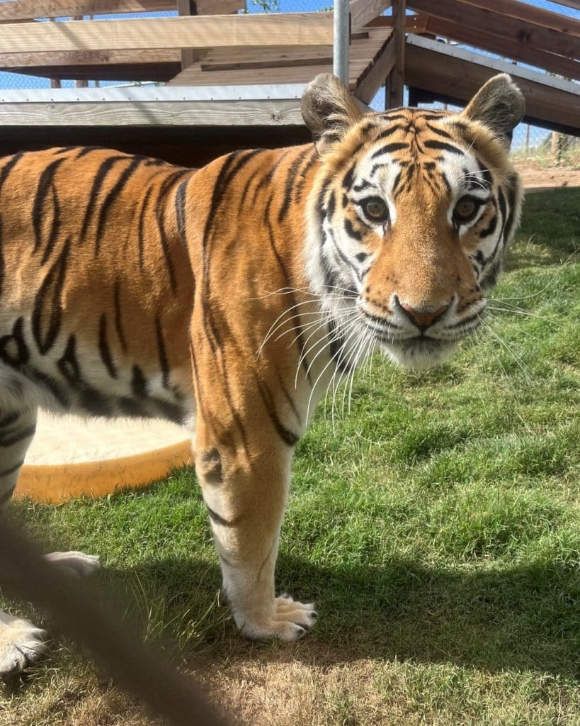 kallie-Lions-Tigers-&-Bears-San-Diego-animal-sanctuary-big-cat-rescue-daily-routines-adaptation-skills-majestic-creatures-tiger-facts