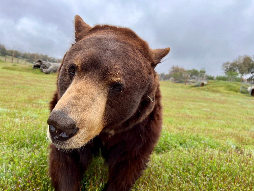 San-Diego-wildlife-rescue-California-black-bear-Meatball-in-his-naturalistic-animal-habitats-at-Alpine-animal-sanctuary-ethical-wildlife-observation-social-media-raise-awareness-for-animal-welfare