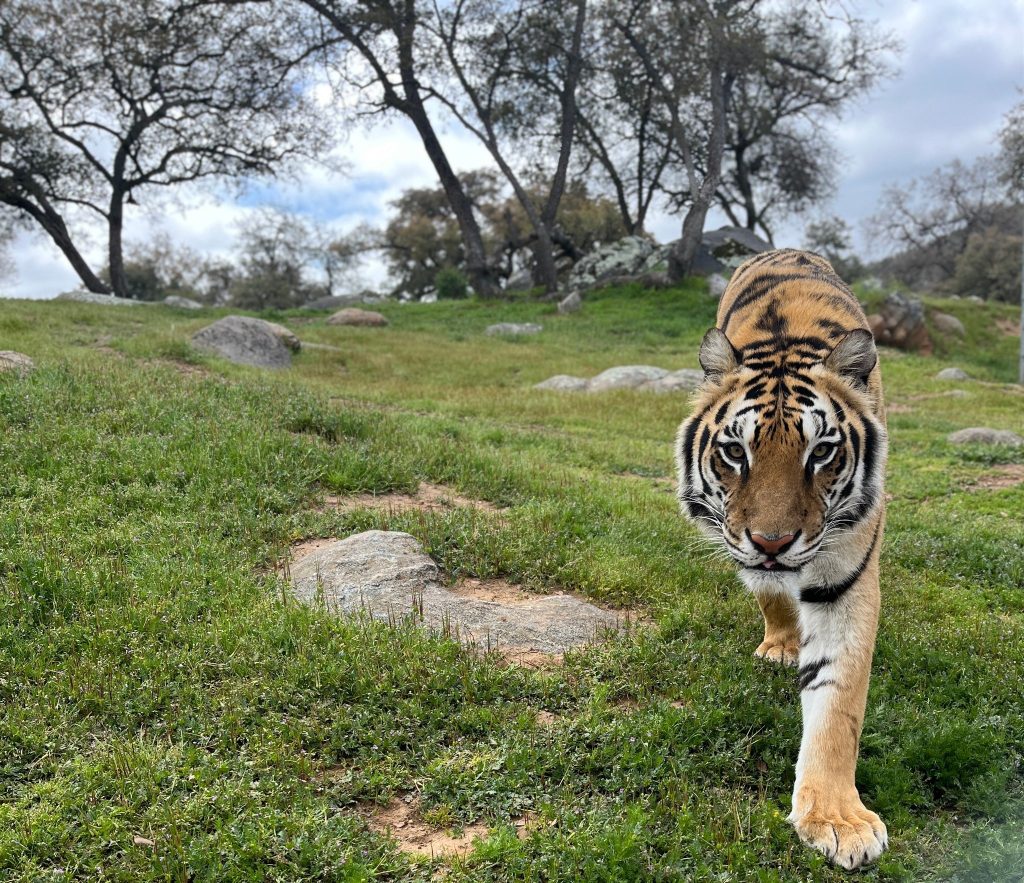 tiger-big-cat-safe-haven-San-Diego-animal sanctuary-exotic-animals-responsible-wildlife-tourism-animal-rescue-groups-bears-lions-servals-donate-today