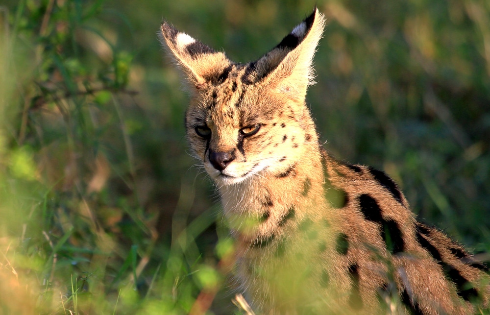 natural-history-gestation-period-servals-habitat-long-legs-huge-ears-leptailurus-serval