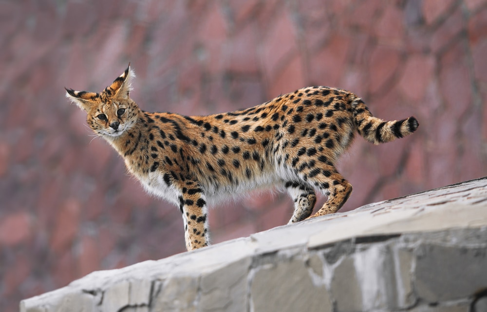 wild-cat-big-ears-long-neck-wild-animals-tall-grass-domestic-cat-fun-facts-about-servals