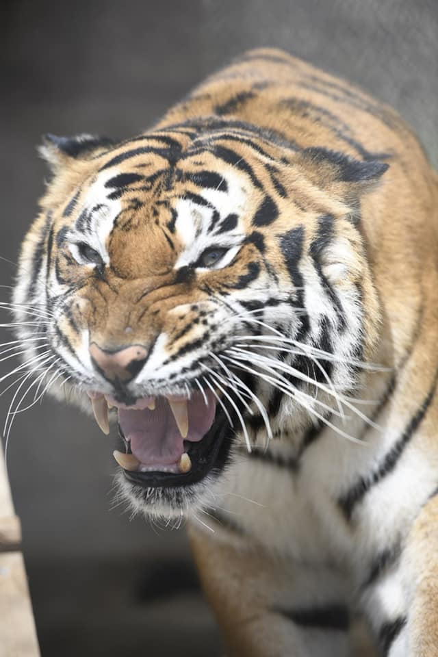 tiger-cubs-Siberian-tigers-South-China-home-range-male-tiger-wild-tigers-Bengal-tiger-behavior-of-tigers