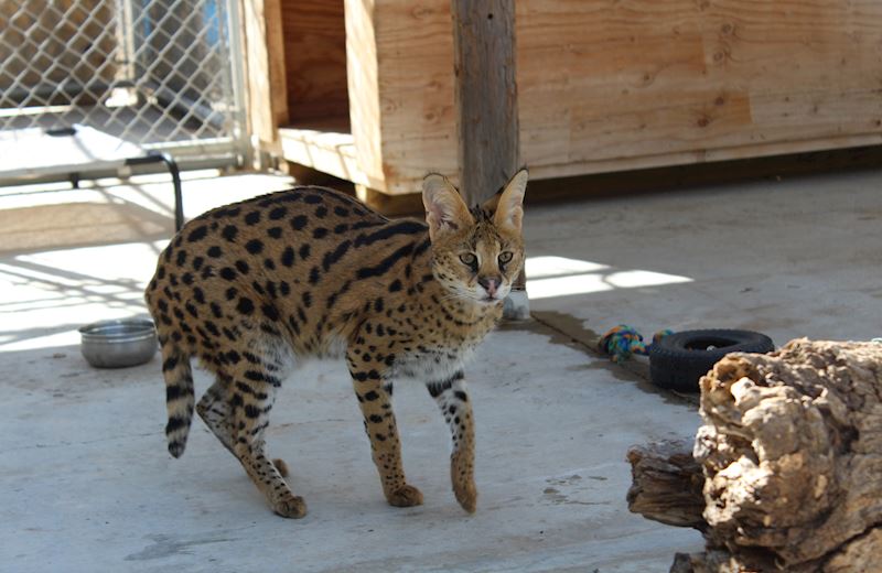 miss-kitty-serval-cat-at-Lions-Tigers-&-Bears-San-Diego-exotic-animal-rescue-natural-habitat-veterinary-care-donations-needed-501(c)(3)-non-profit-sanctuary