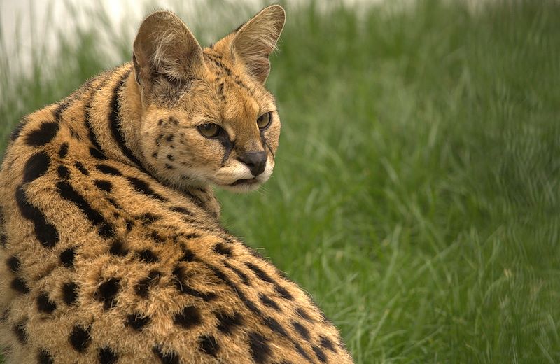 Savannah-African-wild-cat-Leptailurus-serval-natural-history-ways-to-help-protect-wildlife-rescue-animal-sanctuary-Alpine-CA