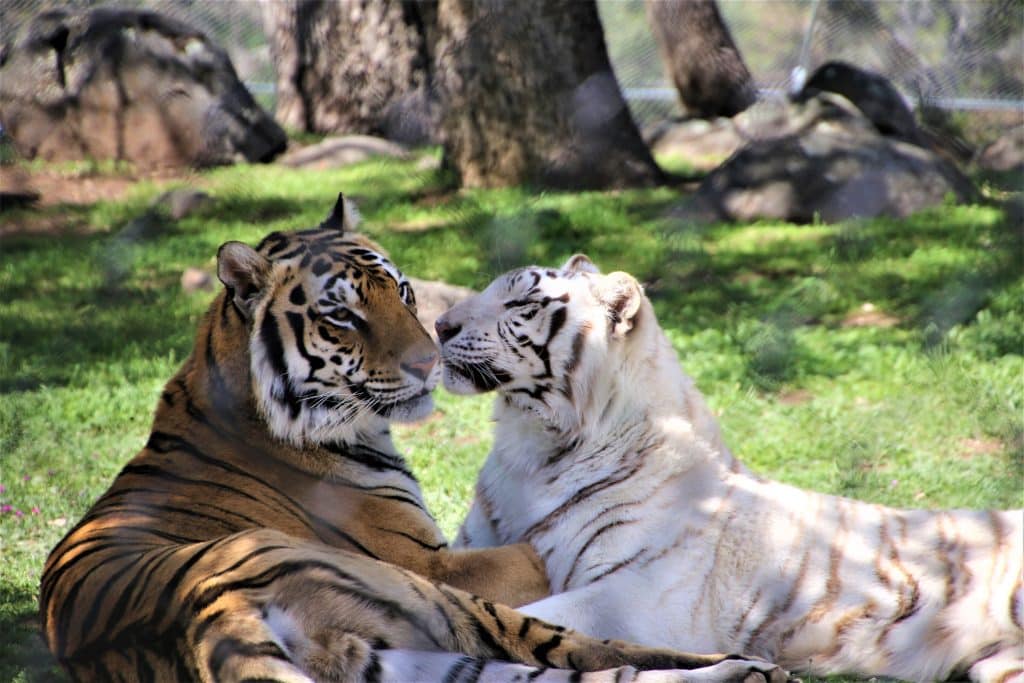 bengal-tiger-plan-your-wedding-wedding-event-space-natural-beauty-falling-in-love-true-friendship-white-tigers-San-Diego-date-night-ideas-ultimate-romantic-getaway-Lions-Tigers-and-Bears