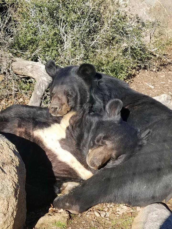 wild-animal-social-behaviors-National-Geographic-open-to-the-public-roam-freely-rescue-animals-San-Diego's-ultimate-romantic-getaway-Valentine's-Day-weddings-anniversary-corporate-retreat