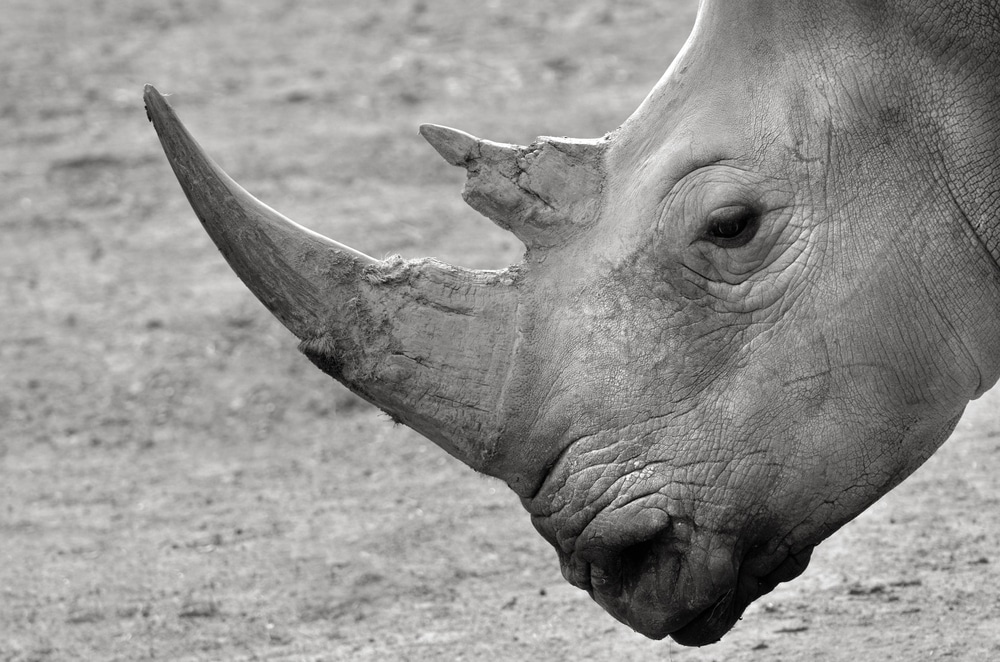 wildlife-conservation-combat-wildlife-trafficking-criminal-networks-African-elephants-rhino-horns-rhinoceros-critically-endangered-species