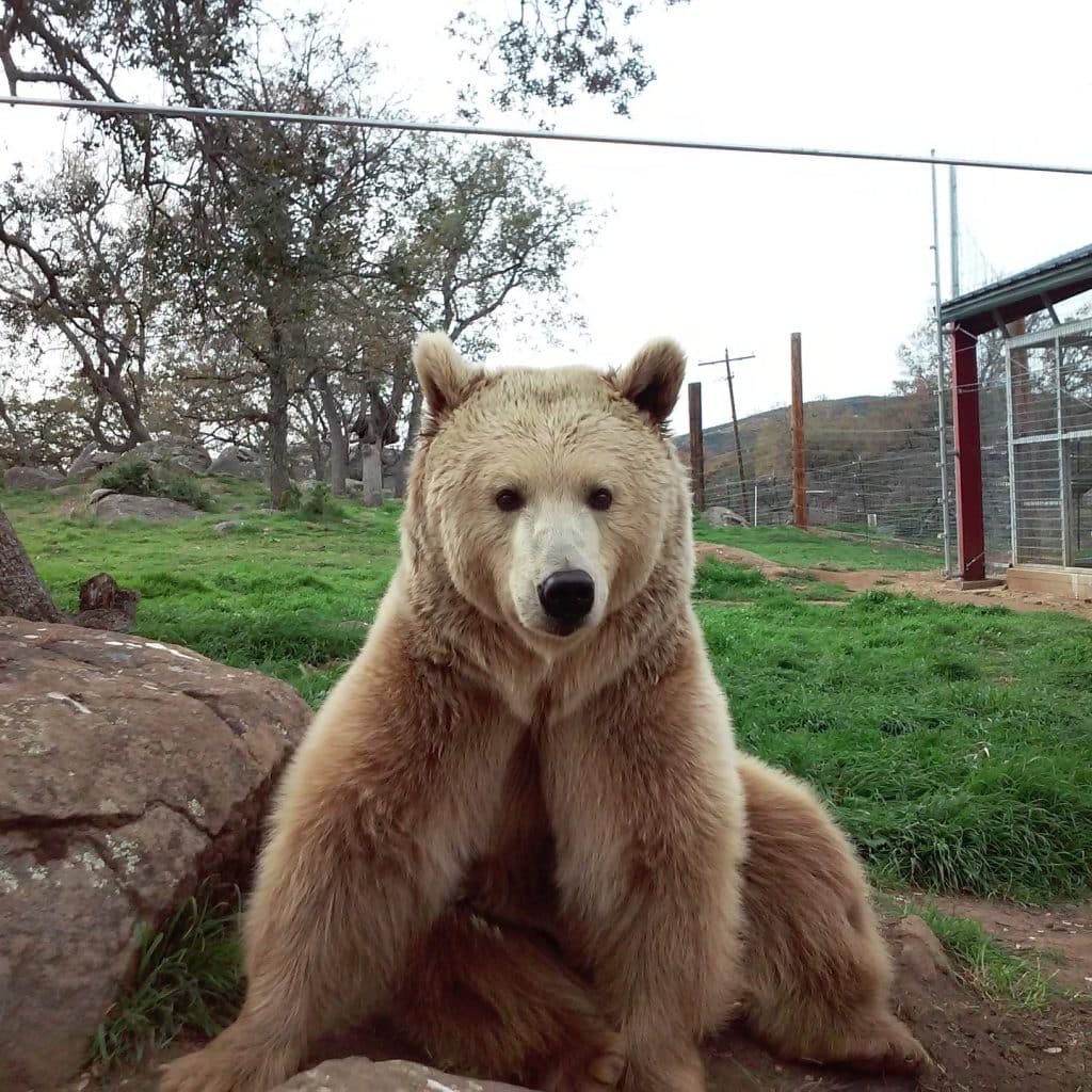 wildlife-sanctuary-Amazon-wishlist-needed-supplies-to-care-for-our-animals-Alaskan-slivertip-grizzly-bear-Cherry-Bomb-at-Lions-Tigers-and-Bears-San-Diego-California-rescue-sanctuary