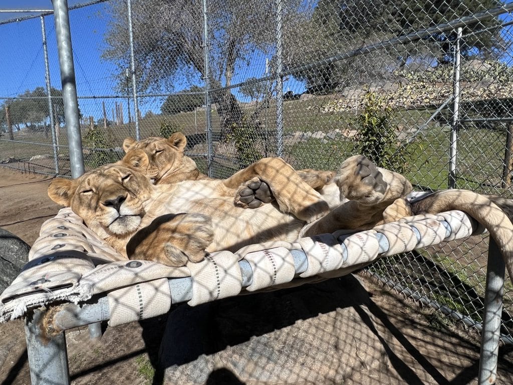 African-lions-white-lion-Panthera-leo-Jillian-Suri-social-behaviors-of-wild-animals-observe-visit-accredited-animal-sanctuary-Alpine-CA