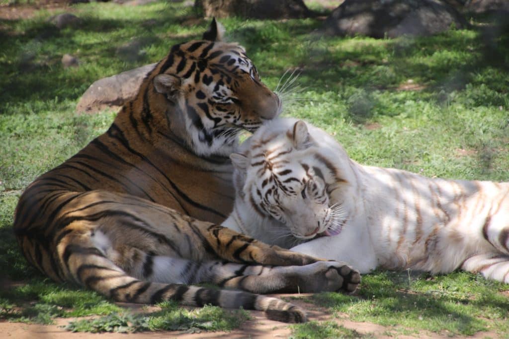 wild-animals-wildlife-sanctuary-San-Diego-romantic-getaway-exotic-animal-sanctuary-natural-habitats-Valentine's-Day-at-Lions-Tigers-and-Bears-Alpine-CA