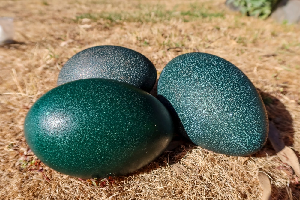 dark-green-eggs-emu-vs.-ostrich-King-Island-Kangaroo-Island-male-and-female-incubation-wildlife-behavior