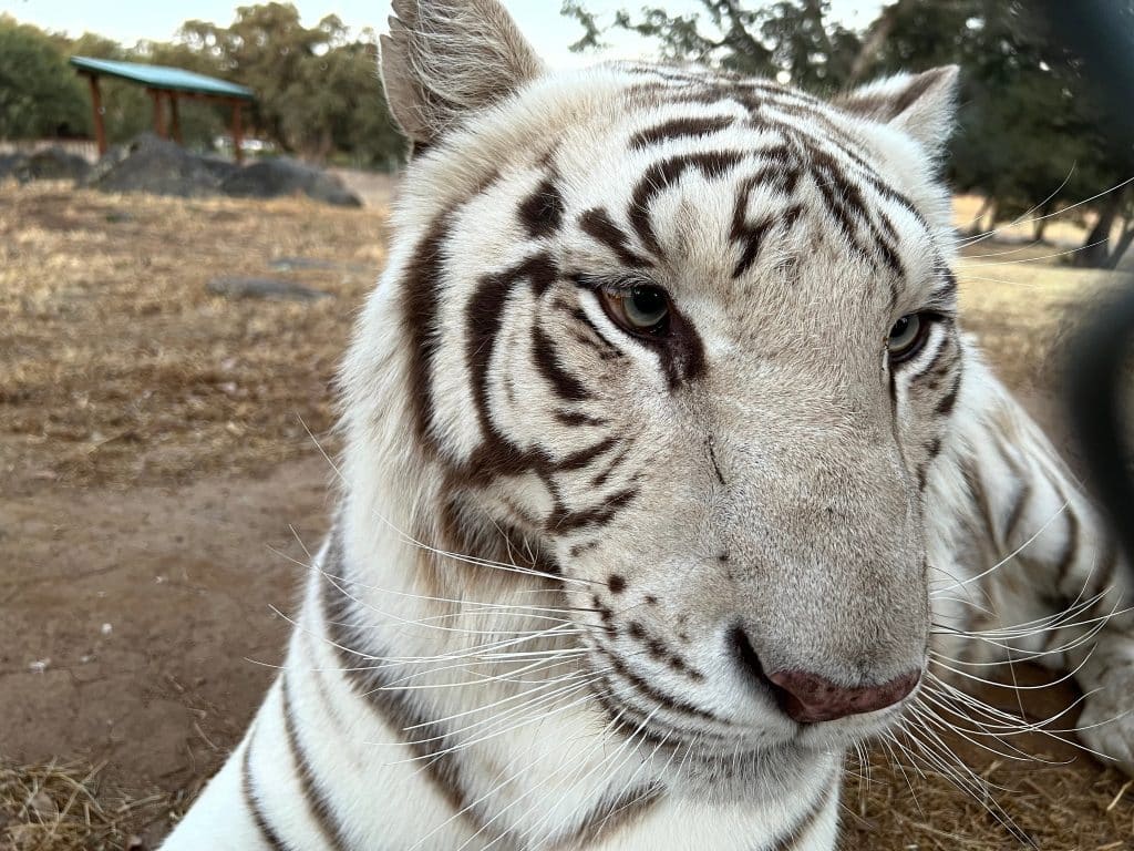 endangered-species-white-tigers-Siegfried-and-Roy-Las-Vegas-exotic-animals-in-entertainment-exploitation-Moka-Lions-Tigers-and-Bears-San-Diego-big-cat-rescue