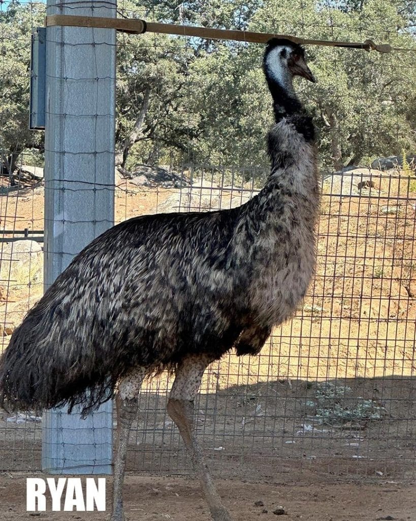 Ryan-Emu-rescue-San-Diego-Alpine-California-non-profit-animal-sanctuary-wedge-tailed-eagle-breeding-season-emu-egg-size