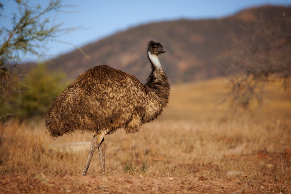 dark-green-eggs-Emu-War-flightless-birds-East-coast-Western-Australia-wildlife-rescue-accredited-animal-sanctuary-San-Diego-CA