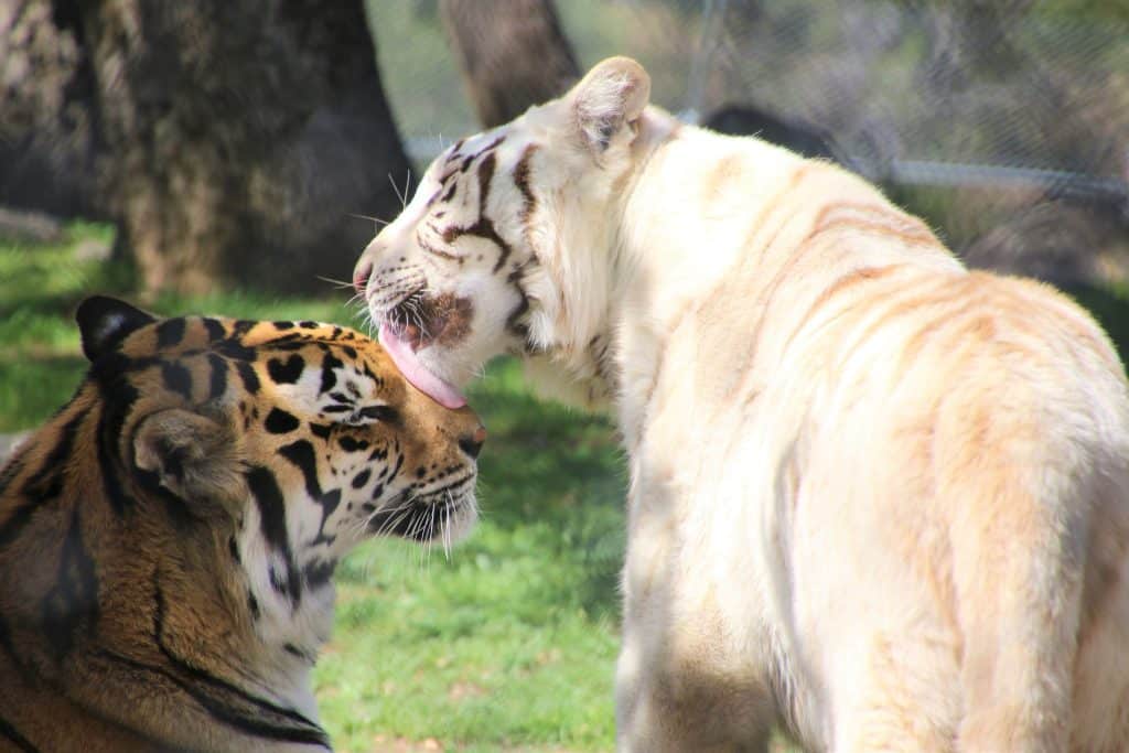 endangered-species-white-tigers-inbreeding-exploitation-by-roadside-zoos-support-accredited-animal-sanctuary-Lions-Tigers-and-Bears-San-Diego-California-wildlife-rescue-501-c-3-non-profit-organization-helping-animals-live-free