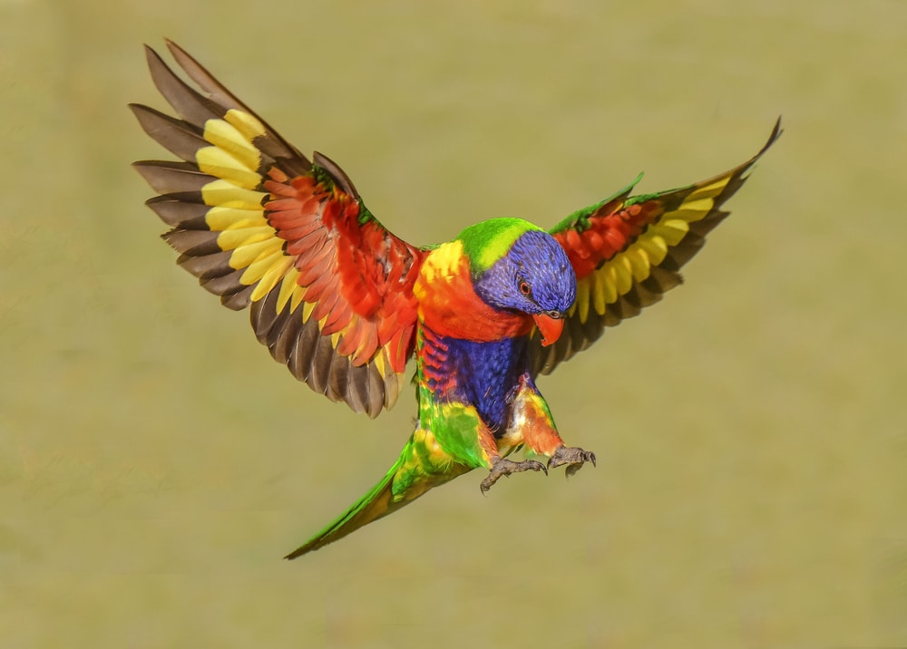 Australian-rainbow-lorikeet-Trichoglossus-moluccanus-threatened-and-endangered-species-populations-South-Africa-animals-in-your-community