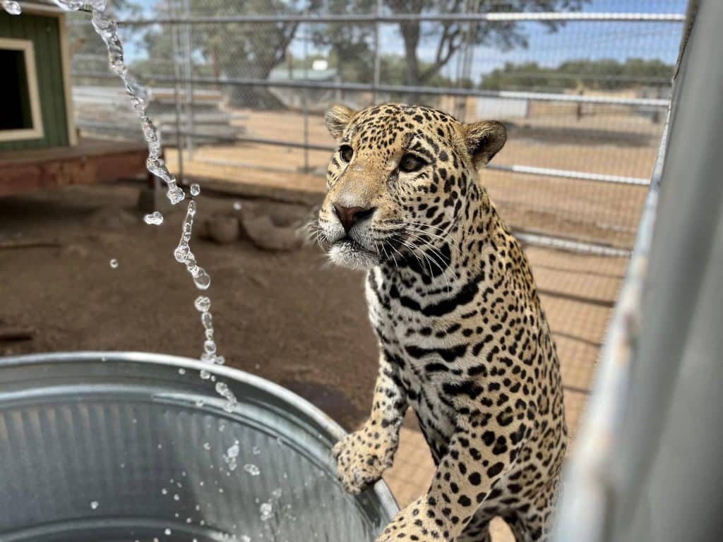image-of-Eddie-Lions-Tigers-and-Bears-rescued-jaguar-abandoned-by-the-exotic-pet-trade-donate-today-to-help-provide-spacious-habitat-healthy-meals-animal-rescue-San-Diego-California