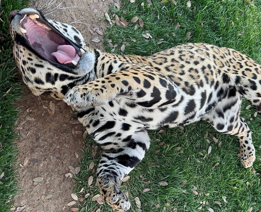 jaguar-rescue-exotic-cat-hunting-behaviors-powerful-bite-big-cats-black-jaguar-apex-predators-South-American-biggest-cat-gestation-period-Panthera-onca