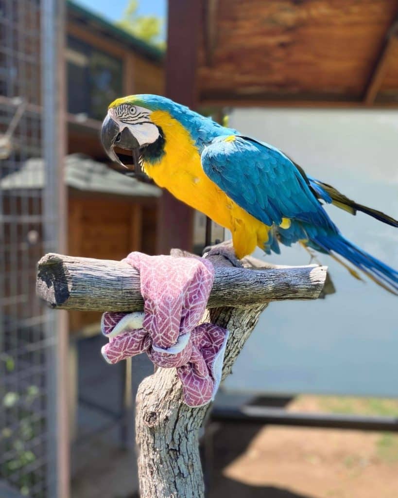 red-list-of-threatened-species-avoid-the-pet-shop-most-popular-pets-exotic-bird-rescue-animal-sanctuary-donations-needed-visit-us-today-Alpine-CA