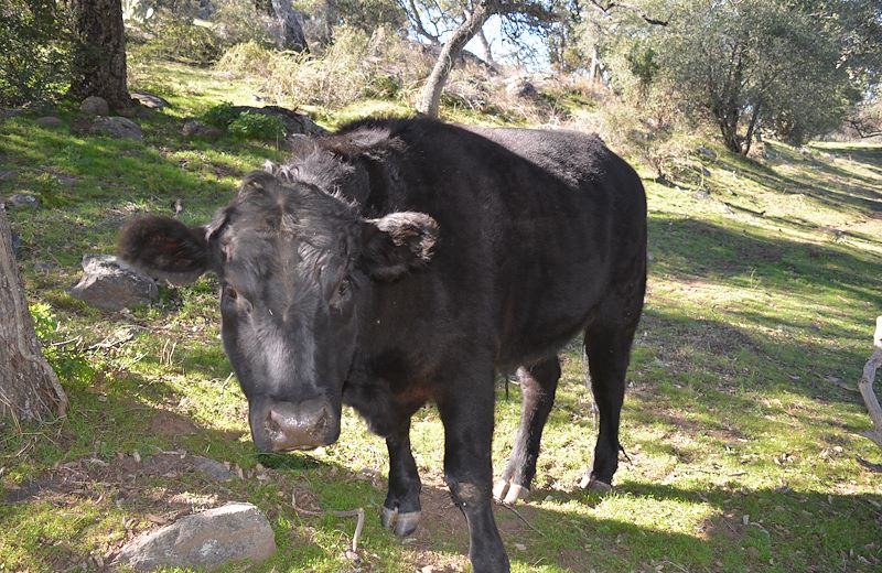 farm animal rescue California livestock-ranching-animal-rescue-site-volunteer-opportunities-animal-cruelty-laws-San-Diego-California