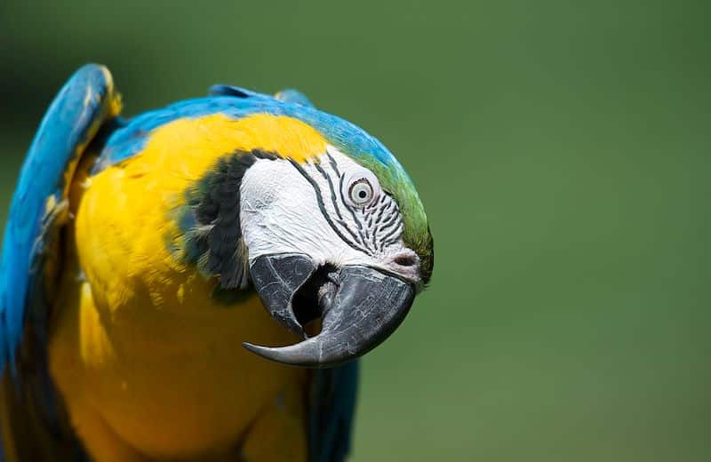 Soho-blue-macaw-wild-birds-medical-care-501-c-3-non-profit-illegal-trade-exotic-bird-rescue