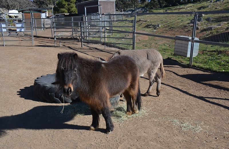 Spirit-our-mini-horse-San-Diego-Lions-Tigers-&-Bears-exotic-animal-sanctuary-domestic-farm-animal-rescue-accredited-sanctuary-non-profit-organizations-food-and-water-animal-welfare-domesticating-horses