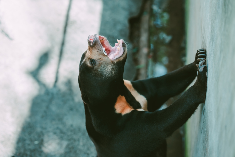 bears-should-climb-trees-North-America-great-plains-females-with-cubs-bile-farming-illegal-wildlife-trade