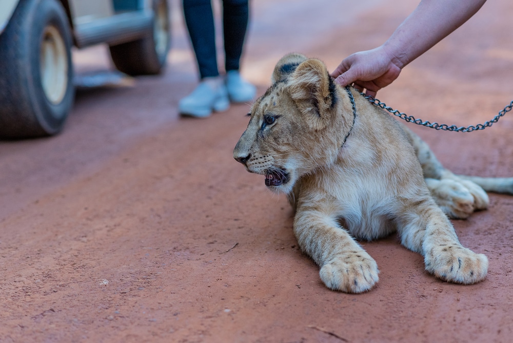 educating-the-public-about-animal-abuse-at-cub-petting-facilities-compared-to-reputable-animal-sanctuaries-wildlife-rescue-natural-habitat-no-kill-no-breed-shelters-San-Diego-CA
