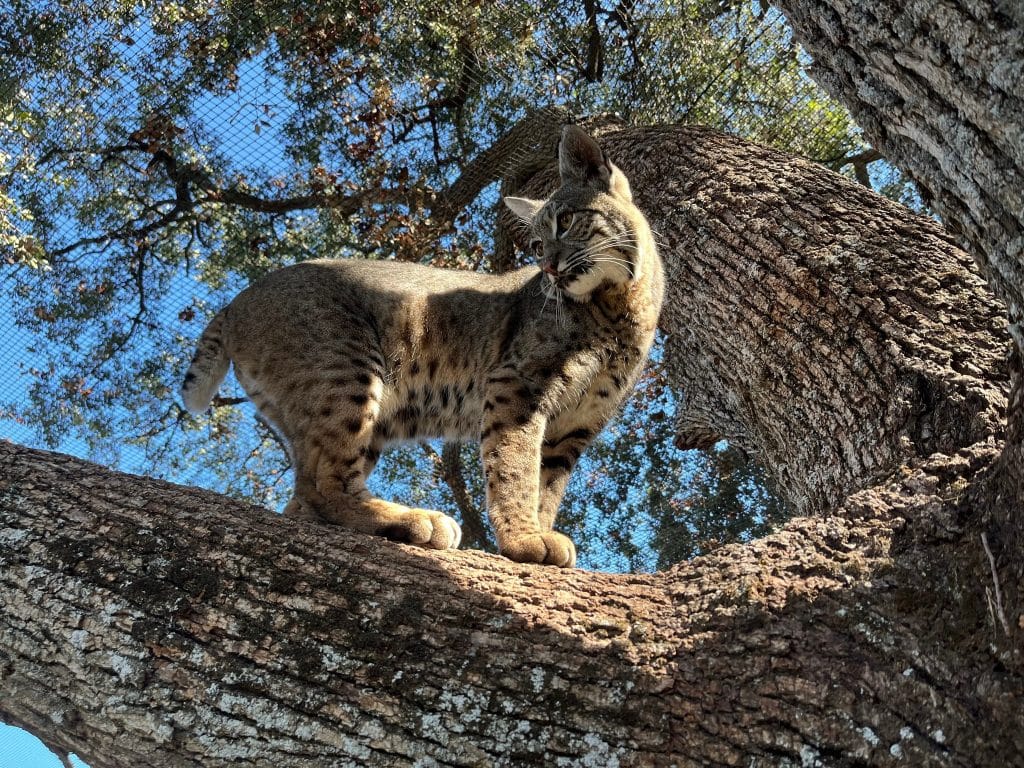 ear tufts
wildlife-sanctuary-California-land-and-water-habitat-fragmentation-human-activities-home-ranges-natural-resources-eurasian-lynx-wildlife-conservation-efforts