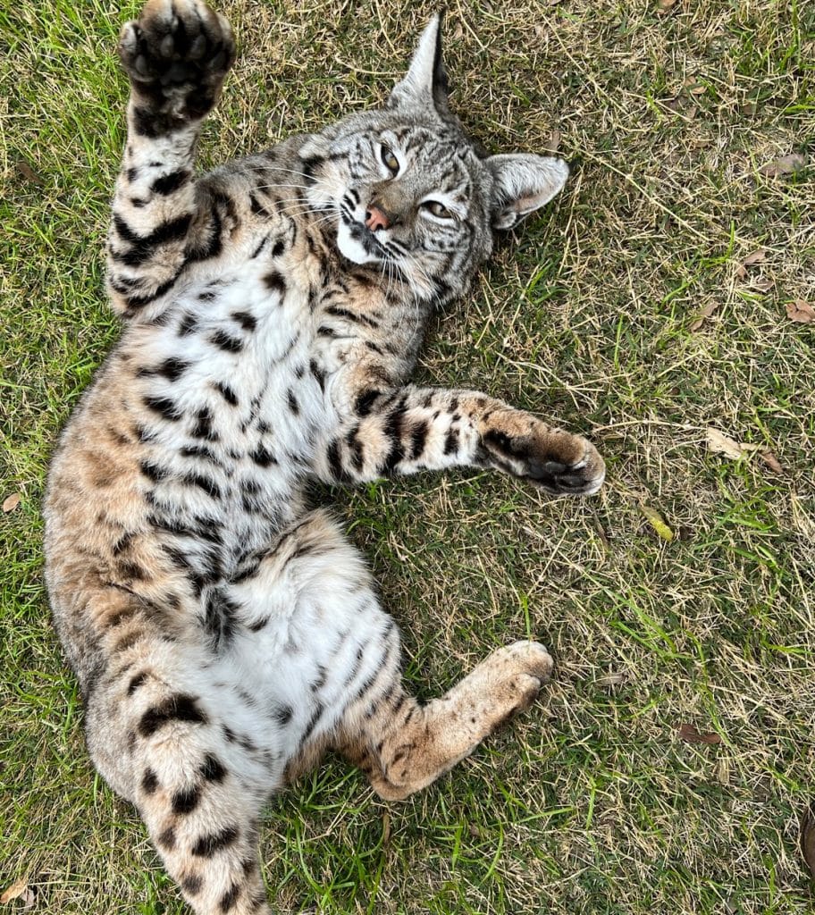 North-America-wild-cats-are-bobcats-dangerous-domestic-animals-snowshoe-hare-food-sources-wildlife-behavior-United-States