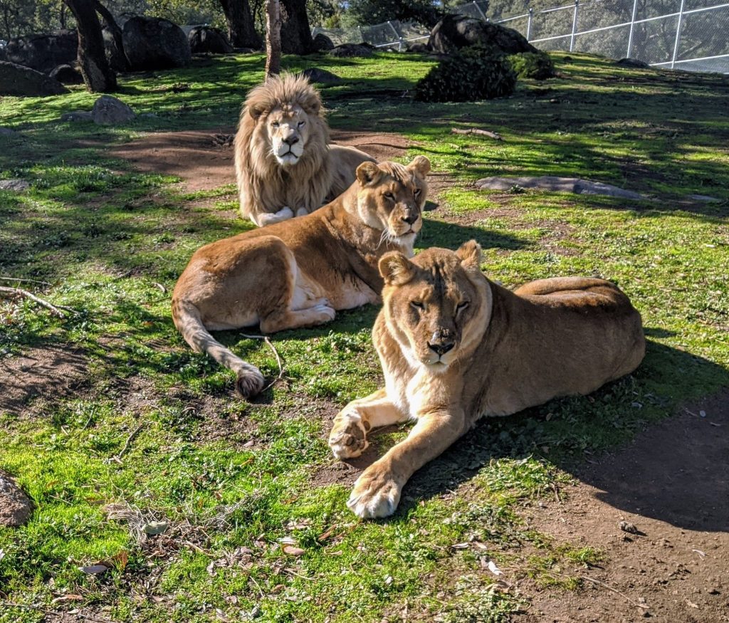 lions-live-trophy-hunting-threats-to-wildlife-asiatic-lions-from-Saharan-Africa-adult-male-wild-lions-open-woodland-male-and-female-lions