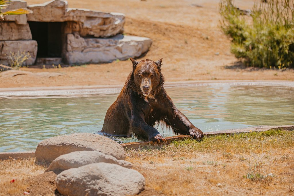 humane-treatment-at-Lions-Tigers-and-Bears-animal-park-zoos-and-aquariums-San-Diego's-only-accredited-animal-sanctuary-Meatball-the-American-California-black-bear-Ursus-americanus-californiensis-enjoying-his-natural-habitat-swimming-mental-stimulation-specialized-diet-top-notch-veterinary-care