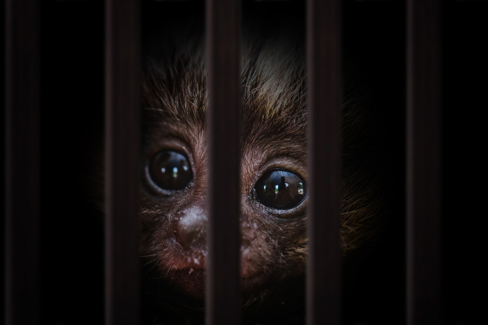 animal-welfare-wild-animals-mental-stimulation-specialized-diet-animal-abuse-is-rampant-at-roadside-zoos