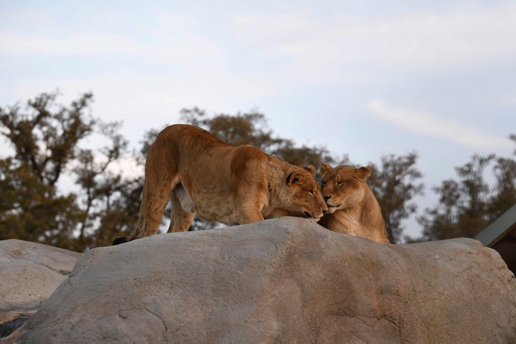 protecting-rescued-lions-in-natural-habitats-at-accredited-animal-sanctuary-Southern-California-Lions-Tigers-and-Bears-Bobbi-Brink-founder-king-of-the-jungle-learn-about-animal-behavior-natural-instincts-education-field-trips-donate-today-non-profit-wildlife-rescue