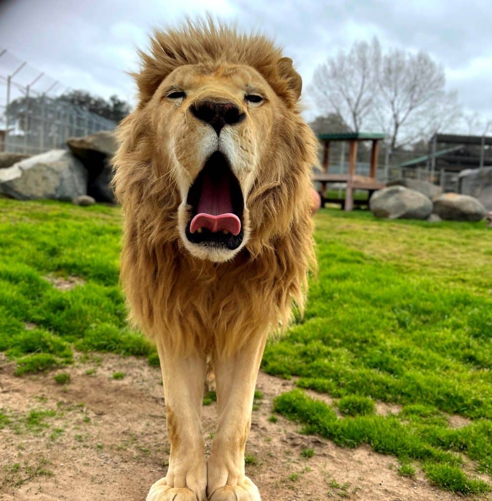 Louie-the-white-lion-donate-today-tax-deductable-listed-as-endangered-San-Diego-animal-sanctuary-long-legs-tall-grasses