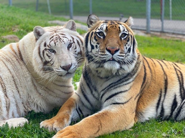 meet-the-animals-San-Diego-animal-sanctuary-rescue-stories-exotic-pet-illegal-wildlife-trade-endangered-species-big-cat-rescue-lions-tigers-bears-servals-jaguar-mountain-lion-bobcats