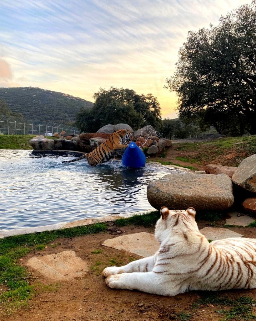 rescued-tigers-exotic-animal-sanctuary-big-cat-rescue-San-Diego-California-wildlife-rescue-501(c)(3)-nonprofit-organization-animals-including-lions-tigers-and-bears-rehabilitate-and-release-wildlife-rehabilitator