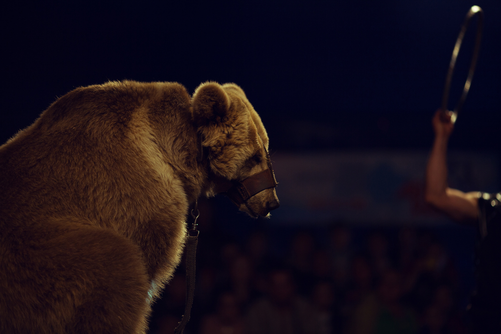 how-you-can-help-animals-in-distress-help-end-animal-exploitation-abuse-of-animals-circus-animals-donate-today-non-profit-exotic-animal-rescue-San-Diego
