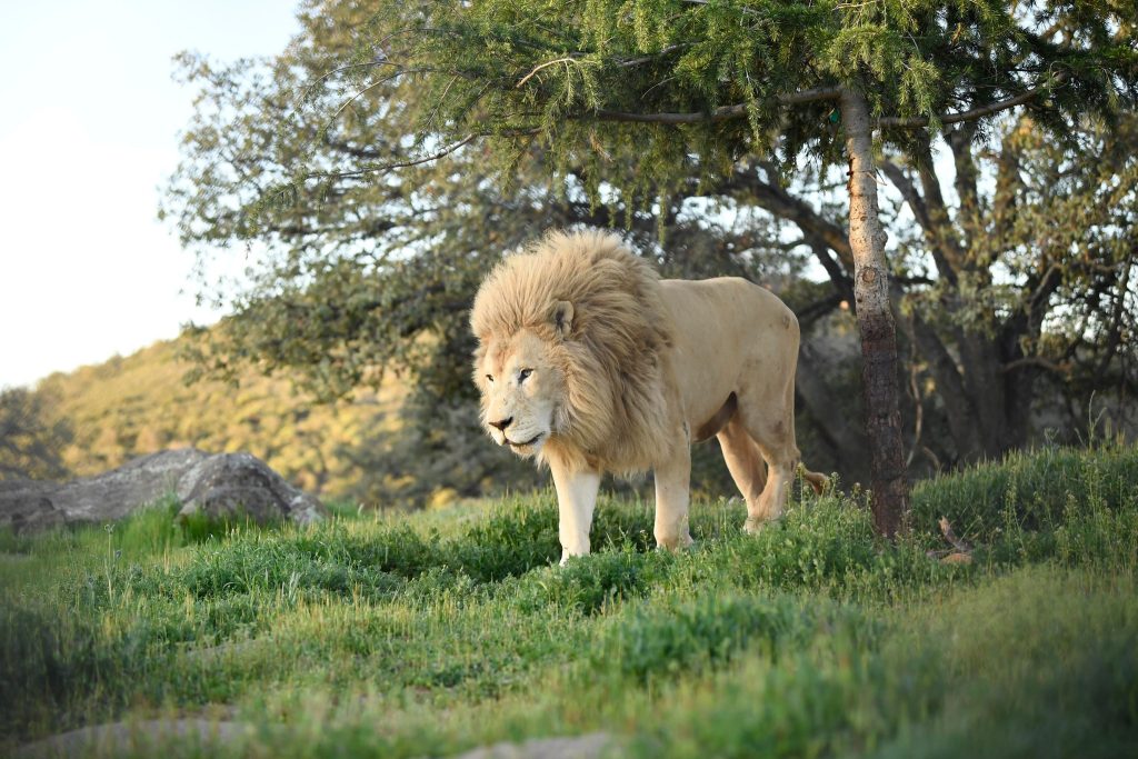 credit-card-donations-are-tax-deductible-income-tax-savings-future-generations-501c3-non-profit-help-us-help-abused-exotic-animals-like-lions-tigers-bears-servals-bobcats-wildlife-rescue-CA