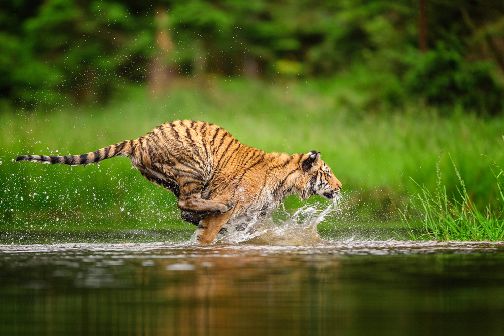 white-tiger-territory-white tiger-India-Africa-North-Korea-Siberian-tiger-southeast-Asia-apex-predators-Caspian-Sea