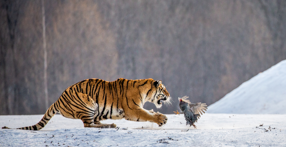 protected areas
how-tigers-mark-their-territory-tigers-in-India-Siberian-tigers-Caspian-Sea-apex-predators-what-do-tigers-eat
