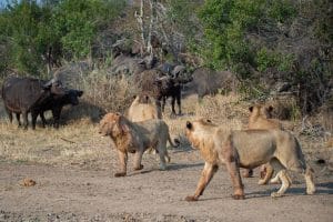 The Role of Apex Predators: Why Lions, Tigers & Bears are Crucial for ...