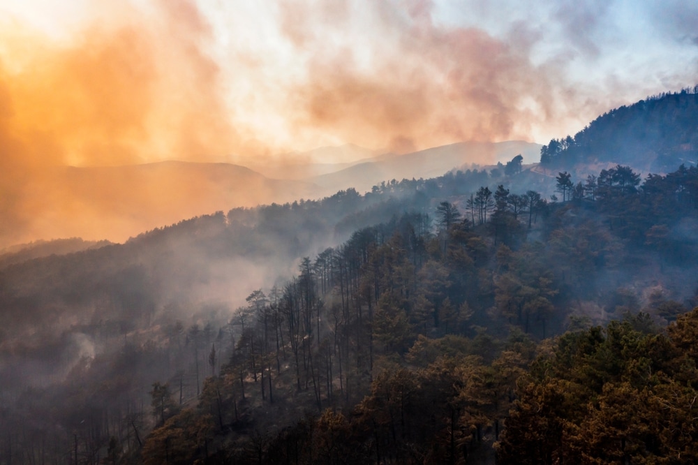 natural-disaster-emergency-preparedness-types-of-animals-San-Diego-CA-sanctuary-non-profit-animal-welfare-veterinary-care