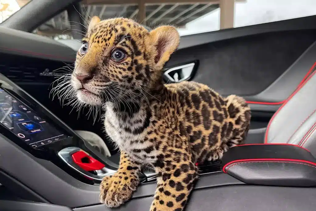 eddie-the-jaguar-at-Lions-Tigers-and-Bears-San-Diego-big-cat-rescue-animal-sanctuary