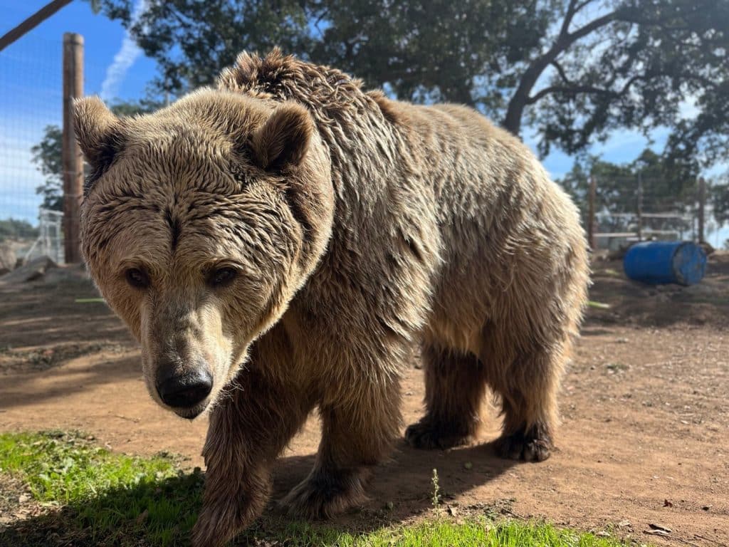 endangered-species-act-Rocky-Mountains-great-plains-Smokey-Bear-California-wildlife-California-wildfires-Cherry-Bomb-grizzly-bear