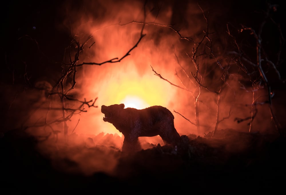 wildfires-National Forests-forest-fires-food-source-Yellowstone-National-Park-home-ranges-brown-bear-black-bears-North-America