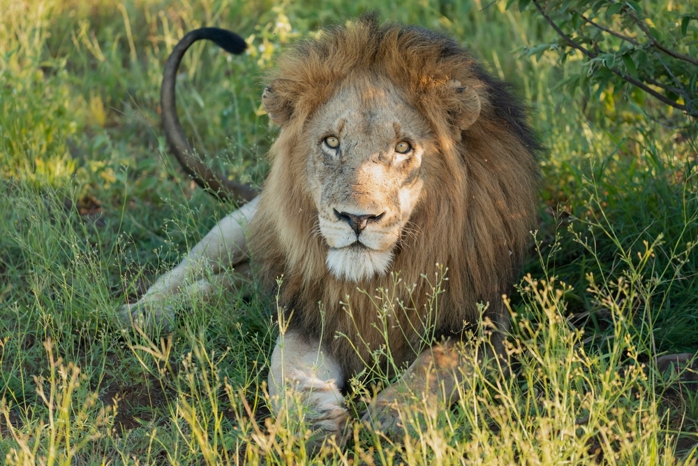 how-wild-cats-compare-to-domestic-cat-habitat-loss-catch-fish-prey-body-size-exotic-species