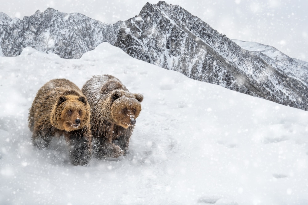 instinctive-behaviors-adapted-to-their-environments-North-American-bear-species-cold-weather-bear-hibernation-wildlife-rescue-California
