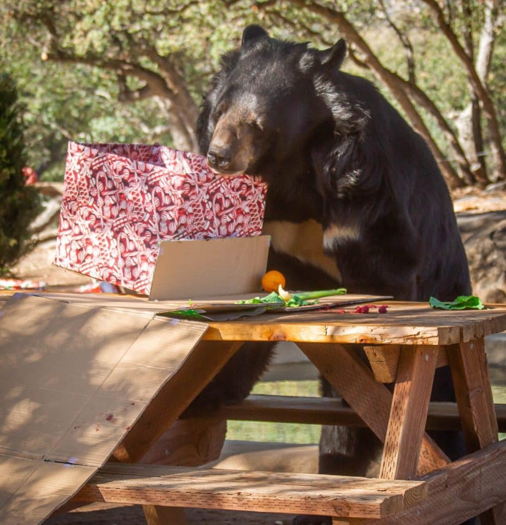 animal-welfare-raise-funds-wild-bears-holiday-magic-non-profit-animal-rescue-and-sanctuary