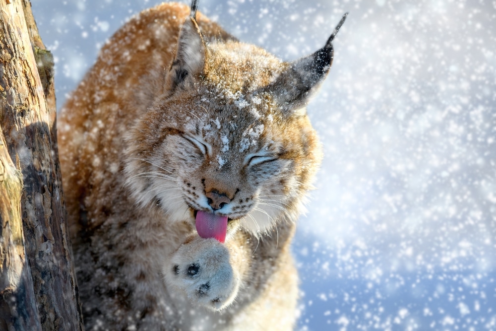 wild-cats-that-live-in-cold-climates-leopard-and-jaguar-lion-populations-asiatic-lion-siberian-tiger-habitats-mountain-lions